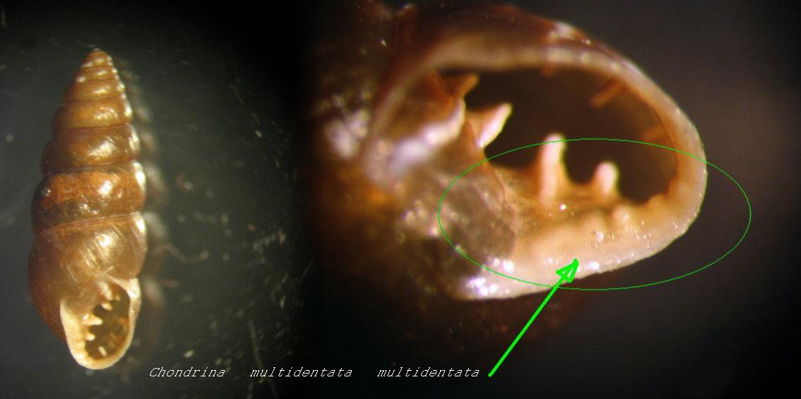 Chondrina  multidentata  multidentata (Strobel , 1851)